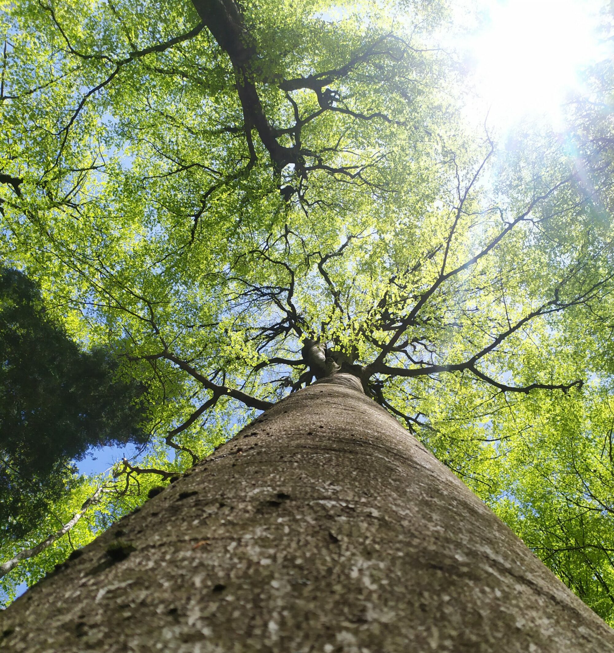 Faggio, foresta della Verna